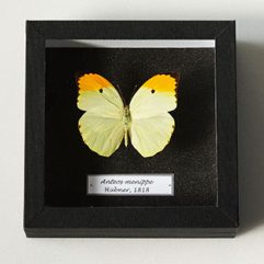 Entomologická škatuľka s motýľom Anteos menippe