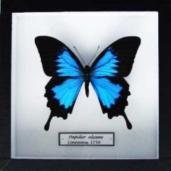 Motýľ Papilio ulysses v entomologickej škatuli 18x18cm