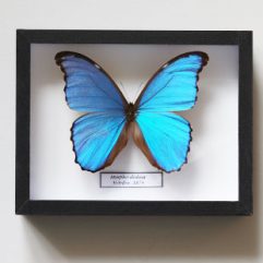 Dekorácia vs motýľom Morpho didius za Peru