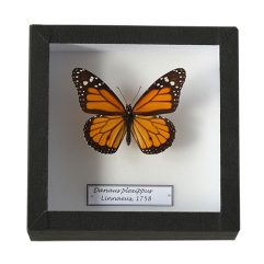 Motýľ Danaus plexippus v škatuľke