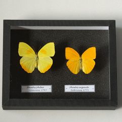 Motýle v škatule Phoebis argante a Phoebis philea