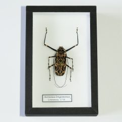 Fúzač Acrocinus longimanus v entomologickej škatuľke