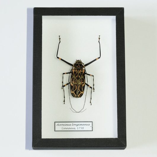 Fúzač Acrocinus longimanus v entomologickej škatuľke