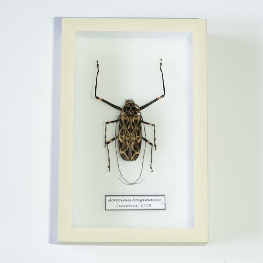 Fúzač Acrocinus longimanus v entomologickej škatuli