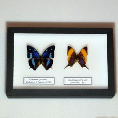Motýle Anaea cyanea a Marpesia corina v entomologickej škatuli 23x15x5cm