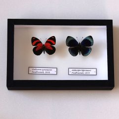 Motýle Callicore cynosura a Asterope leprieuri v entomologickej škatuli 23x15.