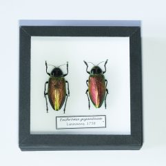 Krasce Euchroma giganteum v entomologickej škatuli