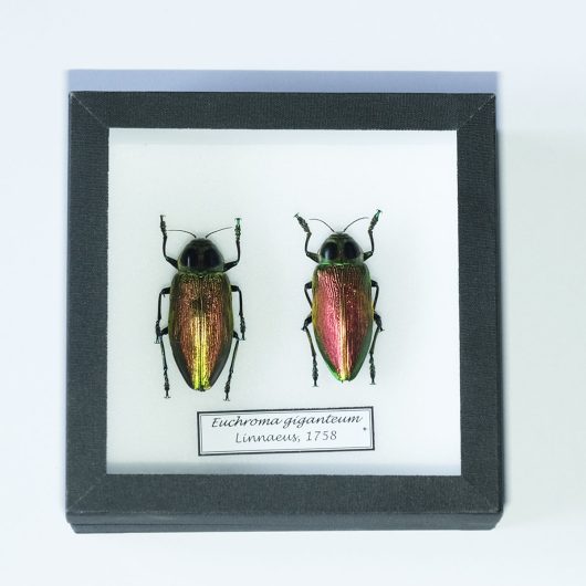 Krasce Euchroma giganteum v entomologickej škatuli