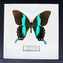 Motýľ Papilio blumei v entomologickej škatuli 18x18cm