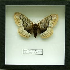 Motýľ Brahmaea tancrei v entomologickej škatuľke 18x18 cm.