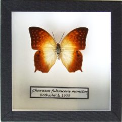 Motýľ Charaxes fulvescens monitor v entomologickej škatuli 15x15cm