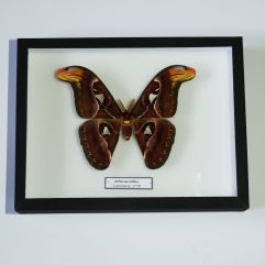 Motýľ Attacus atlas v entomologickej škatuli