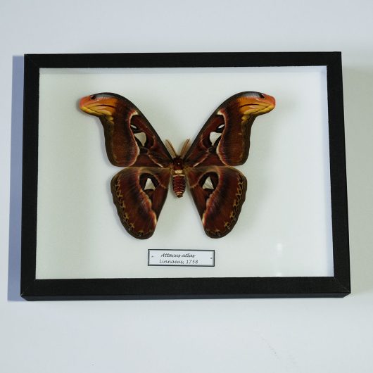 Motýľ Attacus atlas v entomologickej škatuli