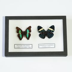 Motýle Doxocopa cherubina a Hamadryas loadamia v entomologickej škatuli.