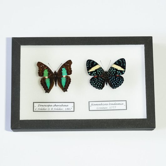 Motýle Doxocopa cherubina a Hamadryas loadamia v entomologickej škatuli.